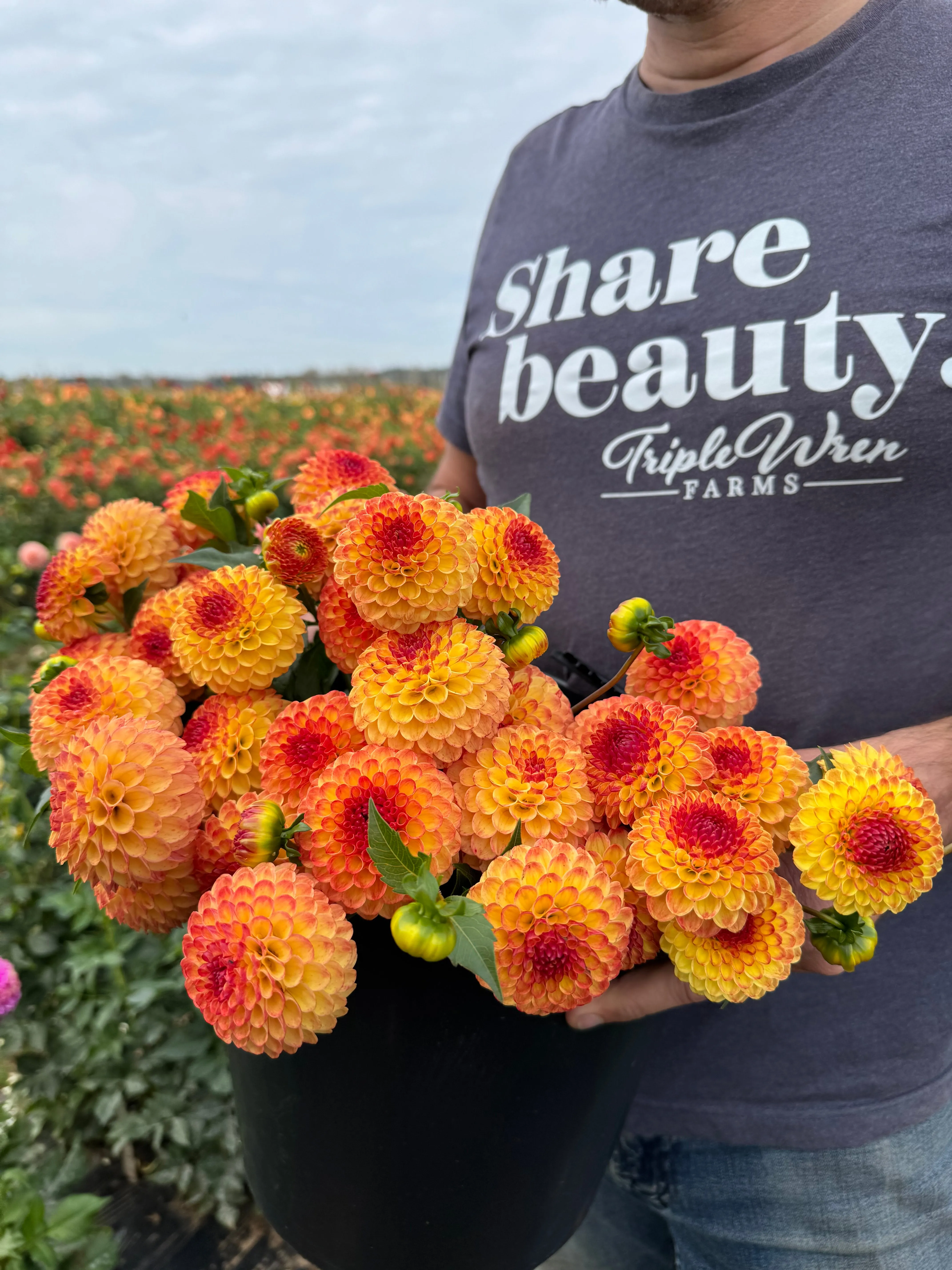 Bloomquist Burning Dahlia Tuber