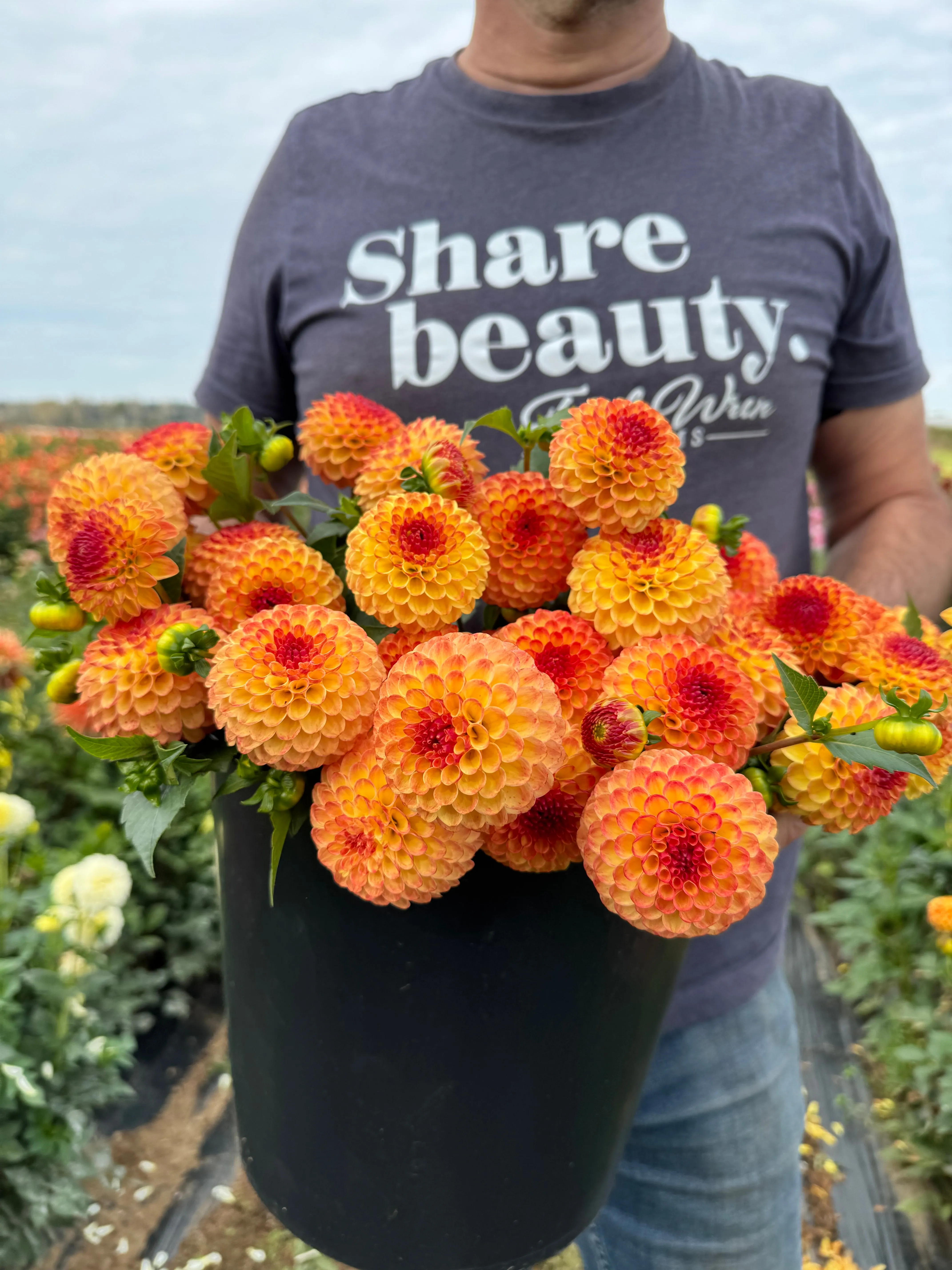 Bloomquist Burning Dahlia Tuber