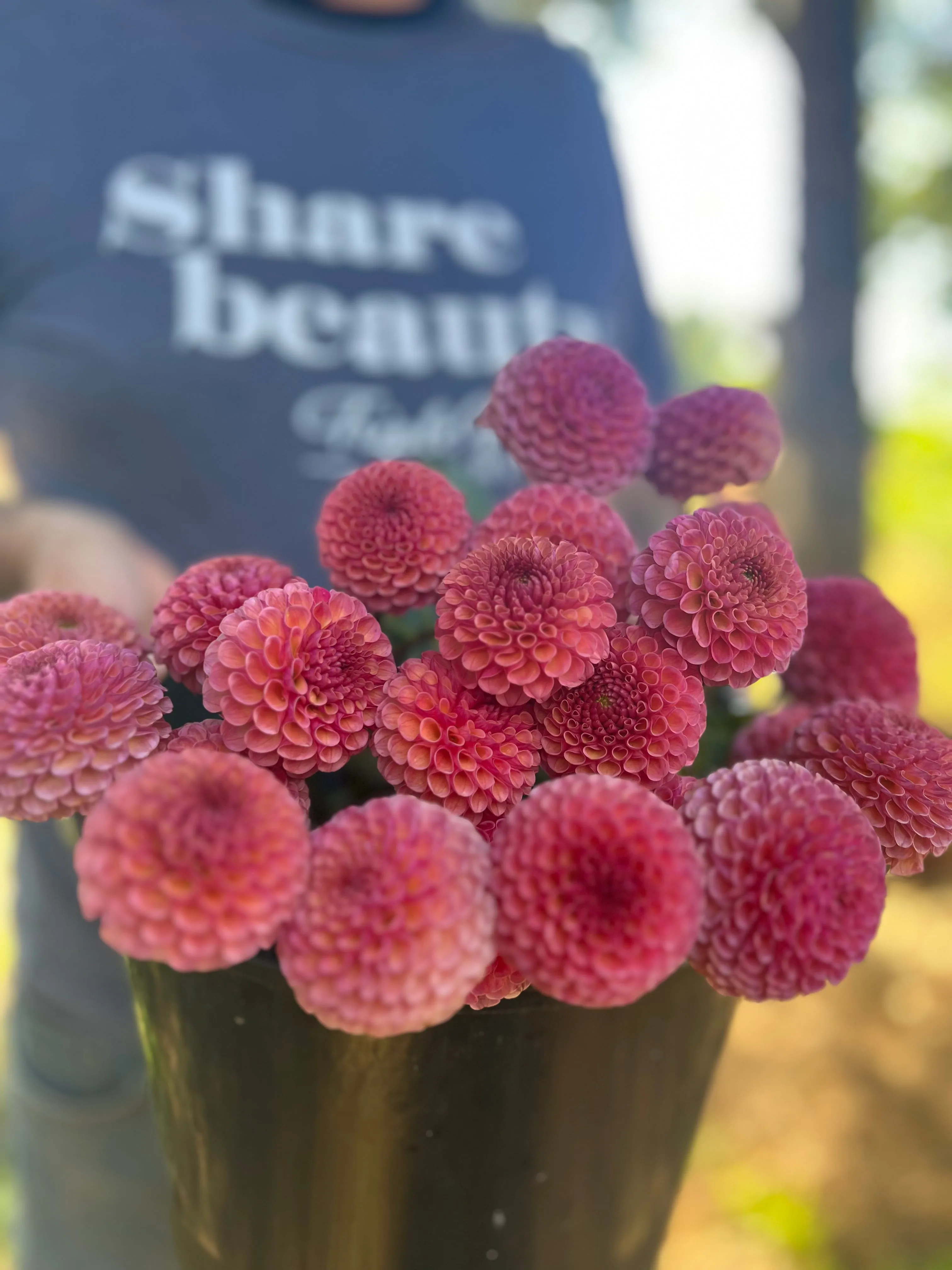 Koko Puff Dahlia Tuber