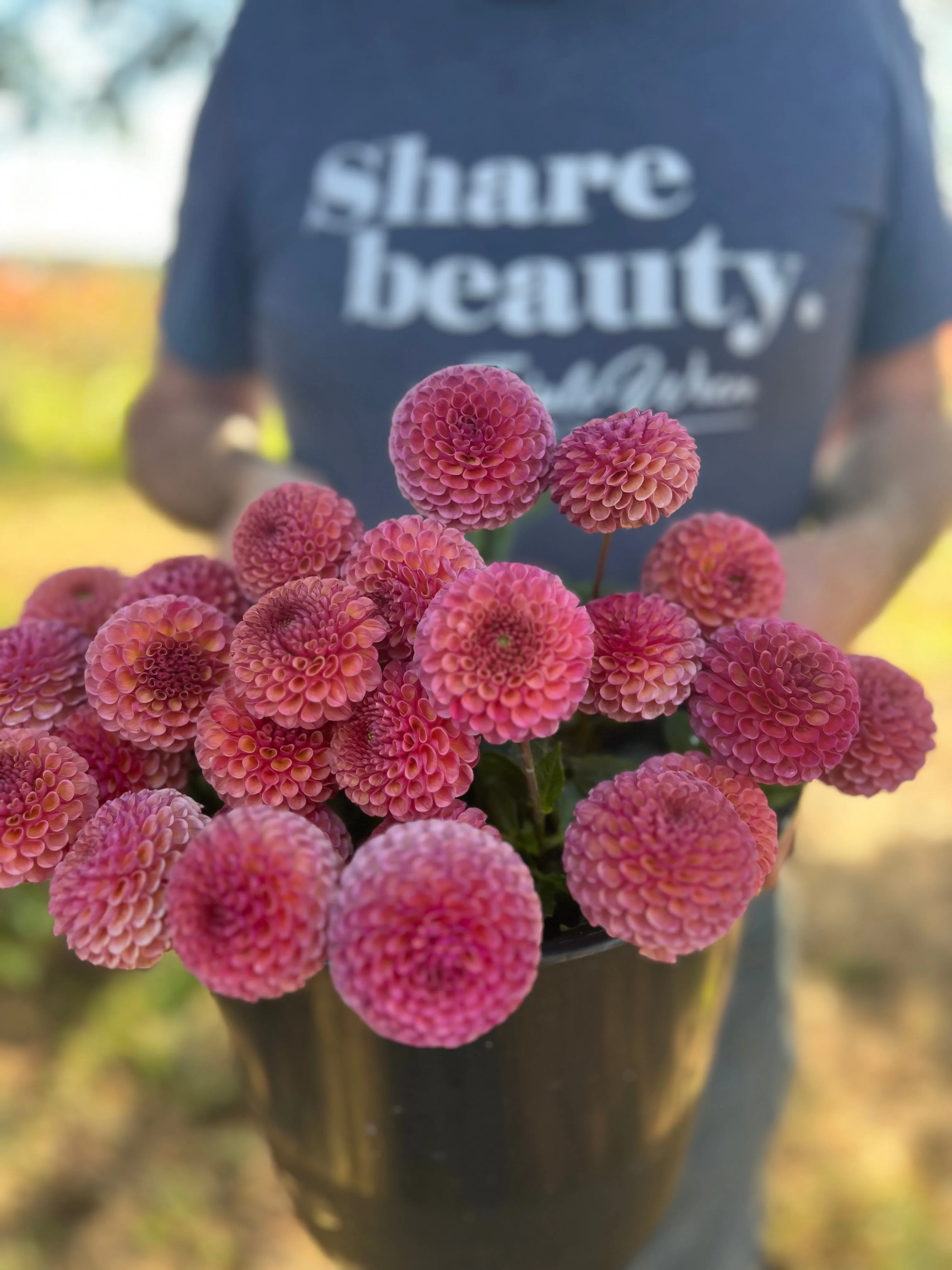 Koko Puff Dahlia Tuber