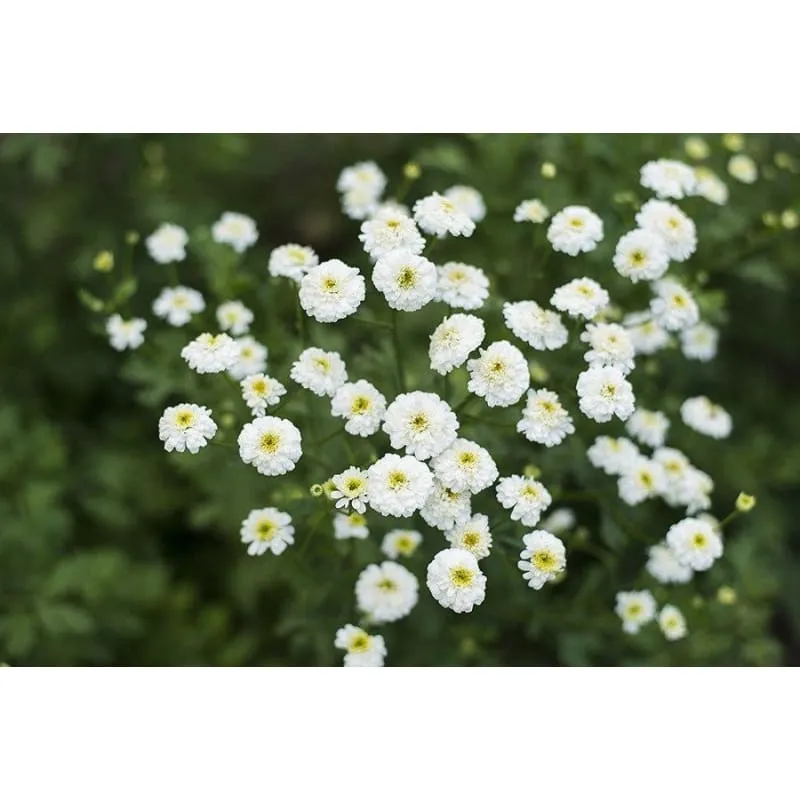 White Pompon Feverfew