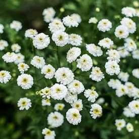 White Pompon Feverfew